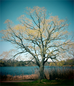 tree on grenadier pond